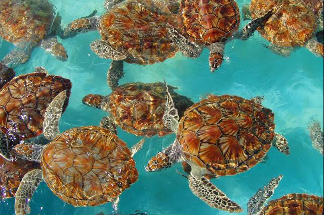 Swimming with Turtles - Zanzibar Marine Life